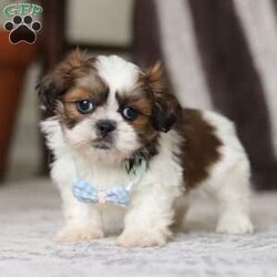 Alfie/Shih Tzu									Puppy/Male																/6 Weeks,Meet Alfie, the most adorable little AKC Shih Tzu you will ever meet! This precious puppy has the softest, most luxurious coat and the sweetest features that are sure to melt your heart. He is ready to bring joy and companionship to his forever family. With his cheerful personality and loving nature, He’s been showered with love and attention since birth, making him incredibly social and adaptable. When Alfie joins your family, he’ll adjust quickly to your home and lifestyle, bringing endless smiles along the way.