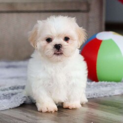 Archy/Lhasa Apso									Puppy/Male																/8 Weeks,Meet Archy he is the most adorable ACA Lhasa Apso pup with a heart as big as his fluffy coat! This little bundle of joy is ready to bring love, laughter, and endless cuddles to your home. With his bright, expressive eyes and charming personality, Archy is guaranteed to win your heart in no time. Lhasas are known for their loyalty and intelligence, making them the perfect companions for families or individuals alike. Archy absolutely loves attention and will happily follow you wherever you go, always ready for snuggles or a fun game. Spend a little time with Archy, and you’ll find a best friend!