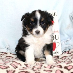 Tina/Miniature Australian Shepherd									Puppy/Female														/7 Weeks,Say hello to this adorable Miniature Australian Shepherd puppy who loves people! This sweetie pie comes up to date on shots and dewormer and will be vet checked before going home. The father Cody is Embark DNA tested clear for over 215 health issues so you can rest assured your puppy is a healthy pup! If you are seeking a pup who would be fun to train contact us today! 