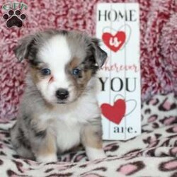 Lexie/Miniature Australian Shepherd									Puppy/Female														/7 Weeks,Say hello to this adorable Miniature Australian Shepherd puppy who loves attention! This sweetie pie comes up to date on shots and dewormer and will be vet checked before going home. This beautiful pup is so sweet like the mother Violet and is already smart like the sire Luke! If you are seeking a pup who would be fun to train contact us today! 
