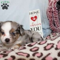 Lexie/Miniature Australian Shepherd									Puppy/Female														/7 Weeks,Say hello to this adorable Miniature Australian Shepherd puppy who loves attention! This sweetie pie comes up to date on shots and dewormer and will be vet checked before going home. This beautiful pup is so sweet like the mother Violet and is already smart like the sire Luke! If you are seeking a pup who would be fun to train contact us today! 