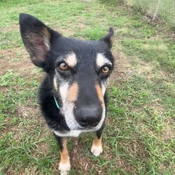 Tum Tum/Australian Kelpie / Border Collie/Male/8 Years 2 Months,Hi there friends, my name is Tum Tum and its nice to meet you! I'm a charming older gentlemen who has lived pretty rough for a long time and I'm looking for a peaceful home to call my own and soak up some of that good life I've been missing out on. I've not had a normal home for a very long time, maybe not ever and so adjusting to the domestic life will be something I need some support and help with. I'm also deaf so it would be great if my new family had some experience with this so they can communicate with me better. I've lived for a long time where other dogs can sometimes mean danger and so I am quick to move away and keep my head down when I see them, this means it would be better for me to have a home where I am the only dog. I would also prefer older kids as I don't always know what to expect from people as I've had some let me down in the past. I am ready to start trusting again though so I can't wait for a family who will bring me in and give me the love and patience I deserve. Requirements: If you think you have the space in your home to give this old boy the retirement he deserves and the love he has been missing for so long then bring the whole family down to the Hunter shelter and we can get to know each other! I'll be ready! Love, Tum Tum
