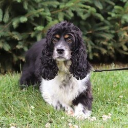 Wilbur/Cocker Spaniel									Puppy/Male																/8 Weeks,Wilbur is the definition of “pawsitively” delightful! He has the sweetest little face of a  ACA Cocker Spaniel, always ready to brighten your day with his playful antics. This little guy is incredibly affectionate and loves snuggles, making him the perfect cuddle buddy. With bright eyes that sparkle with warmth and mischief, Wilbur is always eager to go on a new adventure or settle in by your side for a cozy afternoon nap. Whether he’s showing off his quick learning abilities during training sessions or showering you with licks and tail wags, His joyful spirit and gentle demeanor make him an irresistible addition to any loving home. His friendly nature, boundless energy, and charming personality will keep you entertained, while his sweet loyalty will warm your heart.