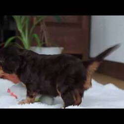 Isabelle/Cavalier King Charles Spaniel									Puppy/Female														/9 Weeks,Meet Isabelle, a stunning Cavalier King Charles Spaniel with a heart as big as her beautiful brown eyes! Isabelle’s exuberant personality is sure to light up your days—she’s full of energy, charm, and a love for life that’s absolutely contagious. Whether she’s playfully bounding around the yard or snuggling up for some quiet time, Isabelle’ s favorite thing in the world is to share her affection. Be prepared for lots of sweet puppy kisses and endless tail wags! This little guy thrives on love and attention and is ready to bring boundless joy to a family that will cherish her lively spirit and cuddly nature.