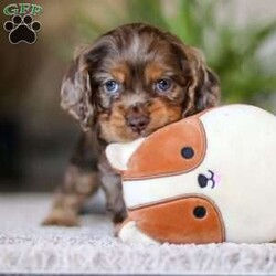 Wilbur/Cocker Spaniel									Puppy/Male																/8 Weeks,Wilbur is the definition of “pawsitively” delightful! He has the sweetest little face of a  ACA Cocker Spaniel, always ready to brighten your day with his playful antics. This little guy is incredibly affectionate and loves snuggles, making him the perfect cuddle buddy. With bright eyes that sparkle with warmth and mischief, Wilbur is always eager to go on a new adventure or settle in by your side for a cozy afternoon nap. Whether he’s showing off his quick learning abilities during training sessions or showering you with licks and tail wags, His joyful spirit and gentle demeanor make him an irresistible addition to any loving home. His friendly nature, boundless energy, and charming personality will keep you entertained, while his sweet loyalty will warm your heart.