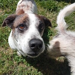 Russel/Jack Russell Terrier (Smooth)/Male/9 Years 4 Months,Hello there! My name is Russel, a 9-year-old Jack Russell Terrier with a smooth coat and a heart full of love.  I'm a spirited guy who enjoys moderate activity. I love taking leisurely walks, sniffing out new adventures, and spending quality time with my human companion. I'm in need of a home with someone who works average work hours, so we can have plenty of time together. I require an adult-only household as I prefer a calm environment.  While I'm a sociable chap, I can be selective about my doggy friends and prefer to be the only pet in the house. I promise to fill that space with joy and companionship! As for my behavior and training, I need someone experienced to guide me on this journey.  I am a smart and eager learner, and with the right person, I'm sure to flourish! Remember, I'm not just looking for a house, but a forever home where I can be a cherished member of the family. If you're an experienced dog lover who can provide me with a loving, pet-free home and is available for plenty of bonding time, then I think we could be the perfect match! Looking forward to meeting you soon. 