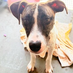 Jenny/Louisiana Catahoula Leopard Dog/Female/8 Months,Hello there, I'm Jenny! I'm a 7-month-old female Louisiana Catahoula Leopard Dog puppy full of spunk and personality. I'm looking for a forever home with someone who works average hours and can provide a stable, calm environment. I would thrive best in a quiet household with humans who are 12 years and older. I must confess, I can be a bit selective when it comes to other dogs. So, it's for the best if I'm not taken to off-leash dog parks. But don't worry, I haven't shown any issues with other animals in the home! I'm a moderate energy girl, I love a good play session but also cherish downtime. I'm still a puppy, so I need an owner with experience who can guide me as I grow and learn. If you think we could be a perfect match, I'd love to meet you! I promise to bring lots of love, laughter, and puppy kisses into your life.