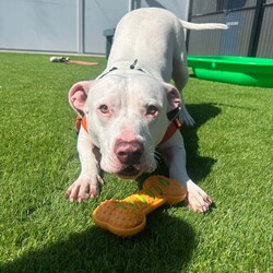 Ghost/American Staffordshire Terrier/Male/4 Years 2 Months,Hey there, I'm Ghost, an American Staffordshire Terrier with a love for toys! I can get pretty excited when playtime rolls around, so managing my enthusiasm is key. I thrive when I have plenty of engaging activities to keep me busy, but I also appreciate a good balance. I'm sociable and enjoy the company of other dogs, so having some canine friends around would be great! I'm looking for an experienced owner who can guide me and help me channel my energy in the right ways. While I’m not complicated, I do need a little structure and understanding to really shine. I get along well with other animals, so if you have other furry friends, we should be just fine. I’d be best in a home with humans who are 15 years or older, as my size and strength require someone who can handle me confidently. I’m ready to give you all the love, loyalty, and companionship you could ever need. Can’t wait to meet you! Lots of love, Ghost xx 