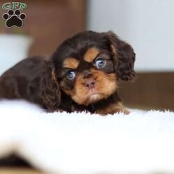 Isabelle/Cavalier King Charles Spaniel									Puppy/Female														/9 Weeks,Meet Isabelle, a stunning Cavalier King Charles Spaniel with a heart as big as her beautiful brown eyes! Isabelle’s exuberant personality is sure to light up your days—she’s full of energy, charm, and a love for life that’s absolutely contagious. Whether she’s playfully bounding around the yard or snuggling up for some quiet time, Isabelle’ s favorite thing in the world is to share her affection. Be prepared for lots of sweet puppy kisses and endless tail wags! This little guy thrives on love and attention and is ready to bring boundless joy to a family that will cherish her lively spirit and cuddly nature.