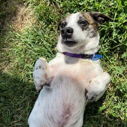 Russel/Jack Russell Terrier (Smooth)/Male/9 Years 4 Months,Hello there! My name is Russel, a 9-year-old Jack Russell Terrier with a smooth coat and a heart full of love.  I'm a spirited guy who enjoys moderate activity. I love taking leisurely walks, sniffing out new adventures, and spending quality time with my human companion. I'm in need of a home with someone who works average work hours, so we can have plenty of time together. I require an adult-only household as I prefer a calm environment.  While I'm a sociable chap, I can be selective about my doggy friends and prefer to be the only pet in the house. I promise to fill that space with joy and companionship! As for my behavior and training, I need someone experienced to guide me on this journey.  I am a smart and eager learner, and with the right person, I'm sure to flourish! Remember, I'm not just looking for a house, but a forever home where I can be a cherished member of the family. If you're an experienced dog lover who can provide me with a loving, pet-free home and is available for plenty of bonding time, then I think we could be the perfect match! Looking forward to meeting you soon. 