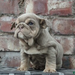 Quality English bulldogs /English Bulldog/1 male / 3 female/11 weeks, 2 days,Pleased to announce the birth of my amazing English bulldogs I couldn’t be more pleased with the way they have turned out mum is lilac & tan granddaughter of sonny Santino the boss posherbulls lines Dad is lilac & tan out of house stud Maverick planetbulls lines photos attached on advert. Puppy’s was born on 18th November and will be ready to leave mum at 8 weeks old 12th January pups are fully weaned from mum they have been socialised with children of all ages and dogs of all sizes with no issues at all very outgoing and playful. Puppy’s will leave mum with the following 

1st vaccination 
Microchipped 
Full health check clear with document 
KC paper work 
5 weeks free insurance 
Wormed from 2 weeks old 
Food 
Toys 
Blanket 
Puppy pack 

1 male puppy £2750
1 female puppy £3500
1 female £3750
1 female £3750

Please feel free to message me for more videos , information , photos of the puppy’s if needed.

5* homes only 

We are 5* licensed breeders by LCC with over 15 years experience.

Instagram bettyskennels 
Facebook bettys kennels 

Viewings welcome no time wasters please house is fully secured with cctv and guard dogs.