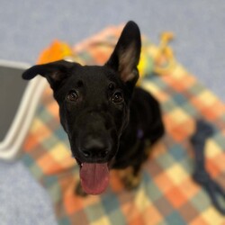 Basil/German Shepherd Dog/Male/5 Months,Hello there, I'm Basil! I'm a male German Shepherd Dog, full of energy and life! I'm looking for a forever home with someone who understands my breed and can provide me with the lifestyle I need. I have a high energy level, being a working breed, so I need a family who can keep up with my active life. I'm still young and learning about the world, which I can find a bit scary at times, so I need daily opportunities to learn and grow into a more resilient and confident boy. I'd do best in a home with someone who works average work hours. When you are at work, I would love to have plenty of enrichment to stimulate my big brain and after you get home would enjoy training and socializing. I'm a one-dog kind of dog, so I'd prefer a home where I can be the only canine star. I am not a pup who is going to be able to brave an off-lead area, as I become overwhelmed quickly when seeing other dogs. I haven't lived with other animals before and would need slow introductions and socialisation before spending time with them unsupervised. I would thrive in a home with older family members who have experience with large breeds as I may grow to be a big boy. I need a guardian who has experience with my breed and is prepared for a lively and loving companion like me. Requirements: ﻿**If you are interested is giving this wonderful pet a home, please visit our website and complete an expression of interest  . I can't wait to meet you and start our adventure together! Love and wiggle butt, Basil. Adoption Fee: $620