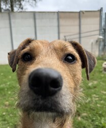 Heather/Irish Wolfhound/Female/1 Year 8 Months,Hi there, my name is Heather! I’m a sweet little Irish Wolfhound, and while I might be small for my breed, I’ve got a big heart and plenty of love to give. I’m still learning about this big, wide world, and it can be a little overwhelming at times. I’m a bit anxious in new spaces and situations, but with patience, I can grow more comfortable over time. It’s all a bit much for me right now, but I’m slowly learning to trust and feel at ease as I settle into new environments. I’m clever and I love to learn, especially when there’s food involved (I really, really love food!). I already know how to sit and drop, and I’m keen to learn more tricks, too. I’m looking for someone who can help me keep growing by using positive reinforcement and lots of patience, because I’m still figuring out how to trust everything and everyone around me. It would mean a lot to me if you’re the kind of person who can take things slow and let our bond grow naturally. I can be a bit unsure of new people at first, but once I feel safe, I promise I’ll show you just how sweet and cheeky I can be. I enjoy having my own quiet space, especially with a nice chew to keep me busy. It helps me feel more comfortable and relaxed, especially when things get a little overwhelming. I’m looking for an experienced owner who understands that I might need some time to fully open up, but I know with patience and care, we’ll build a wonderful relationship. If you’re someone who can take your time with me, help me continue learning, and appreciate all the sweetness I have to offer, then maybe I’m the one you’ve been looking for. I can’t wait to meet you and start our journey together! Please fill out this   or contact our shelter directly at 0477 064 192, or email us at barc@rspcansw.org.au. Recommendations: