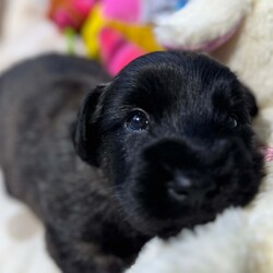 Rare KC Health Test Skye Terrier Champion lines/Skye Terrier/3 male / 4 female/5 weeks, 1 day,*Only 2 beautiful boys still available for Reservation*
We are delighted to welcome 7 beautiful chunky home bred Health tested Skye terrier puppies into the world.
The puppies were born in the heart of our country home ( not kennels) and we stayed  with mum before, during and after birth to make sure that she had any help and support that she needed . She proved to be a wonderful natural mother and all 7 puppies are strong and Healthy and feeding well.
Both mum and dad of the litter are owned by us and live as pets first in our home . Both have been DNA health tested for genetic diseases and dad also has a CLEAR kidney scan. They have the sweetest, most loyal and kind temperaments. Both parents have amazing International championship pedigrees with European, Scandinavian Irish and USA champions in their lines. The puppies have a low Coi of 4.1% which is great for such a rare breed as the Skye Terrier where it is important to keep inbreeding to a minimum.
The Skye terrier breed is tragically listed as one of Britains most endangered breeds. They are an eye catching beautiful looking terrier with their distinctive coat and amazing Bat ears giving them their wonderful unique look. The breed is noted for its kind nature and devotion to its humans with the  famous story of Greyfriars Bobby highlighting that devotion by becoming famous for being adopted by the city after lying every night for 14 years on his masters grave in Edinburgh Scotland.
We ourselves are 5 star licensed home breeders both vet and council inspected.All our dogs live in our home alongside us and have 4 acres of secure grounds to explore. 
The puppies have been handled from birth and will be used to other dogs, everyday household noises. They will have walked on different surfaces, will be used to grooming and will have been regularly wormed from 2 weeks old and treated for parasites from 4 weeks old.
Puppies leave us with KC registration ( endorsed unless discussed) First vaccination, vet check, extensive puppy pack, breed book, food, document folder, 5 weeks  Insurance and microchip.
If you feel that you have the time and love to give and could offer one of these very special  rare breed puppies a long term loving indoor home please get in contact to discuss. Viewings are available from 5 weeks old where  mum and dad and all siblings can be met x 
Please no full time workers unless you work from home and no children under 5 unless an experienced dog home.

We have available- 

Boy - green collar ( held)
Boy - blue collar
Boy - yellow collar

Girl - red collar(reserved )
Girl - pink collar ( reserved)
Girl - purple collar( reserved) 
Girl - lilac collar  ( reserved)