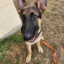 Parsley/German Shepherd Dog/Male/5 Months,Hello there, I'm Parsley! I'm a male German Shepherd Dog, full of energy and life! I'm looking for a forever home with someone who understands my breed and can provide me with the lifestyle I need. I have a high energy level, being a working breed, so I need a family who can keep up with my active life. I'm still young and learning about the world, which I can find a bit scary at times, so I need daily opportunities to learn and grow into a more resilient and confident boy. I'd do best in a home with someone who works average work hours. When you are at work, I would love to have plenty of enrichment to stimulate my big brain and after you get home would enjoy training and socializing. I'm a one-dog kind of dog, so I'd prefer a home where I can be the only canine star. I am not a pup who is going to be able to brave an off-lead area, as I become overwhelmed quickly when seeing other dogs. I haven't lived with other animals before and would need slow introductions and socialisation before spending time with them unsupervised. I would thrive in a home with older family members who have experience with large breeds as I may grow to be a big boy. I need a guardian who has experience with my breed and is prepared for a lively and loving companion like me. Requirements: ﻿**If you are interested is giving this wonderful pet a home, please visit our website and complete an expression of interest https:\//www.rspcansw.org.au/what-we-do/adoptions/exceptional-owners/ I can't wait to meet you and start our adventure together! Love and wiggle butt, Parsley. Adoption Fee: $620