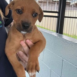Adopt a dog:Marlon/Staffordshire Bull Terrier/Male/5 Months,Hi there, My name is Marlon and I am a sweet young boy finally on the look out for my forever home! Could this be with you? I am a really smart puppy and I am really food motivated, which makes me easy to train. I pick things up really quickly – I already know how to sit and will go to my bed without you asking me to. I have also started to pick up toilet training and often go to the toilet on the grass! I would love a family who has the time to put a bit of effort into helping me become the best dog I can be. I would love a family to give me a routine such as play, eat, sleep as this will create some predictability for me, which is really important for puppies! Did you know that puppies need around 16-20 hours of sleep a day? This will help me regulate my emotions so that I am able to settle and learn more effectively. Similar to people, puppies need ways to help them relax and decompress. People may take a bath or go for a walk to help them relax after a stressful day. Puppies need opportunities to chew, lick and sniff. My favourite way to decompress is through a licki mat or chewing on a pigs ear, toy or bulli stick. When I am in the office the staff will be at their desks and I will chew my pigs ear in my bed next to them really nicely. I just love to be around people.