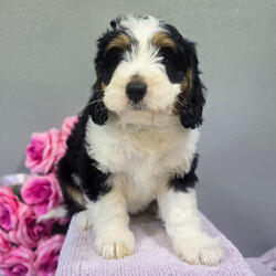 Adopt a dog:Allen/Bernedoodle/Male/8 weeks,I hope you have room in your heart for a puppy like me. I will be sure to give lots of love, and I'd sure hope to get lots of it in return! Since the day I was born I have been getting ready to come home to you and I am already so excited knowing that I'll be with you soon. I will arrive vet checked so I am healthy too, I promise! I hope to see you soon!