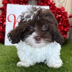Thunder/Shih-Poo/Male/23 weeks Adopt a dog:Thunder/Shih-Poo/Male/23 weeks,Hi, I'm Thunder! I'm a 23-week-old male Shih-Poo with a beautiful chocolate & white coat, born on November 23, which makes me a Sagittarius pup. I am ready now to plan my trip to my forever family. Once I reach my adult size, I'm expected to weigh between 6–9 lbs. Ladies and gentlemen, when it comes to picking a puppy, there is no other choice than me.