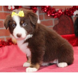 Adopt a dog:Sistine/Australian Shepherd/Female/8 weeks,Hi there! It's so nice to meet you! I've been waiting a long time for a wonderful family like yours. Will you bring me home? I sure hope so! We can cuddle, play fetch, and explore new things together. I don't mind bugs and mud pies are my favorite! I love to learn and can't wait for you to teach me tricks! My vet says I'm super healthy and I'm up to date on my vaccinations. I hope to see you soon! Lots of puppy kisses coming your way!