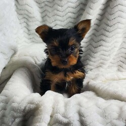 Lady (toy)/Yorkie									Puppy/Female														/8 Weeks,Sweet Lady is a very well socialized and friendly puppy.  She loves to play with children and will be  your best friend.  Her parents  weigh  around  5 #. Please contact us to make Lady your very own puppy!