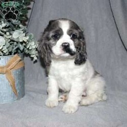 Lucy/Cocker Spaniel									Puppy/Female														/9 Weeks,Here comes the most adorable ACA Cocker Spaniel puppy! This charming little pooch is up to date on shots and dewormer and vet checked! The mother Lily is a sweet and affectionate girl and the father Buster is a handsome Cocker Spaniel. The breeder has ensured that this puppy is well socialized with adults and childre. To learn more about this beautiful pup contact Barbie & Elmer today! 
