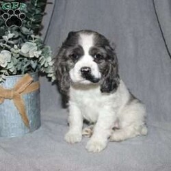 Lucy/Cocker Spaniel									Puppy/Female														/9 Weeks,Here comes the most adorable ACA Cocker Spaniel puppy! This charming little pooch is up to date on shots and dewormer and vet checked! The mother Lily is a sweet and affectionate girl and the father Buster is a handsome Cocker Spaniel. The breeder has ensured that this puppy is well socialized with adults and childre. To learn more about this beautiful pup contact Barbie & Elmer today! 