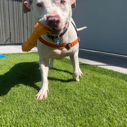 Ghost/American Staffordshire Terrier/Male/4 Years 2 Months,Hey there, I'm Ghost, an American Staffordshire Terrier with a love for toys! I can get pretty excited when playtime rolls around, so managing my enthusiasm is key. I thrive when I have plenty of engaging activities to keep me busy, but I also appreciate a good balance. I'm sociable and enjoy the company of other dogs, so having some canine friends around would be great! I'm looking for an experienced owner who can guide me and help me channel my energy in the right ways. While I’m not complicated, I do need a little structure and understanding to really shine. I get along well with other animals, so if you have other furry friends, we should be just fine. I’d be best in a home with humans who are 15 years or older, as my size and strength require someone who can handle me confidently. I’m ready to give you all the love, loyalty, and companionship you could ever need. Can’t wait to meet you! Lots of love, Ghost xx 