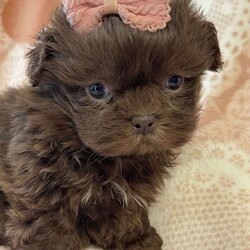 Stormi/Shih Tzu									Puppy/Female														/9 Weeks,Hi Meet Stormi ! This Beautiful little shihtzu  will come to you vet checked, shots,wormed and microchipped.  Stormi is looking for her forever home contact me for details..