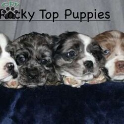 Larry/Cocker Spaniel									Puppy/Male																/9 Weeks,Here comes the most adorable ACA Cocker Spaniel puppy! This charming little pooch is up to date on shots and dewormer and vet checked! The mother Lily is a sweet and affectionate girl and the father Buster is a handsome Cocker Spaniel. The breeder has ensured that this puppy is well socialized with adults and childre. To learn more about this beautiful pup contact Barbie & Elmer today! 