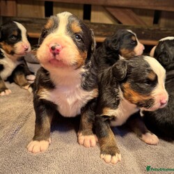 Bernese Mountain dogs /Bernese Mountain Dog/4 male / 2 female/2 weeks, 4 days,Six beautiful Bernese Mountain 

We have  six Bernese puppies each looking for their forever home.

These are all very big and strong with beautiful markings to match 

They are 2 weeks and 4 days old, we will keep them until they are 8weeks old and ready for their new homes.

The rehoming of our puppies is very important to us and it is crucial that we find the right home for each pup so we will have to ask questions for suitability purposes. 

These little guys are so fluffy and cute, whichever family gets one will be very lucky. 

All puppies will be IKC registered, microchipped, wormed and vaccinated up to date before they leave us.

Mum and Dad are much loved family pets and can be seen anytime.

We will help with delivering if needed


Please contact us if you have any questions 
 

Add will be updated weekly 

Check out king Harley Bernese Facebook page