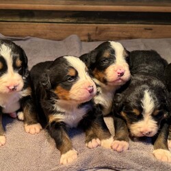 Bernese Mountain dogs /Bernese Mountain Dog/4 male / 2 female/2 weeks, 4 days,Six beautiful Bernese Mountain 

We have  six Bernese puppies each looking for their forever home.

These are all very big and strong with beautiful markings to match 

They are 2 weeks and 4 days old, we will keep them until they are 8weeks old and ready for their new homes.

The rehoming of our puppies is very important to us and it is crucial that we find the right home for each pup so we will have to ask questions for suitability purposes. 

These little guys are so fluffy and cute, whichever family gets one will be very lucky. 

All puppies will be IKC registered, microchipped, wormed and vaccinated up to date before they leave us.

Mum and Dad are much loved family pets and can be seen anytime.

We will help with delivering if needed


Please contact us if you have any questions 
 

Add will be updated weekly 

Check out king Harley Bernese Facebook page
