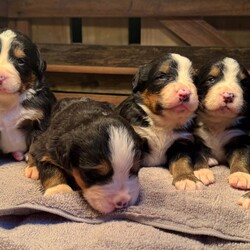 Bernese Mountain dogs /Bernese Mountain Dog/4 male / 2 female/2 weeks, 4 days,Six beautiful Bernese Mountain 

We have  six Bernese puppies each looking for their forever home.

These are all very big and strong with beautiful markings to match 

They are 2 weeks and 4 days old, we will keep them until they are 8weeks old and ready for their new homes.

The rehoming of our puppies is very important to us and it is crucial that we find the right home for each pup so we will have to ask questions for suitability purposes. 

These little guys are so fluffy and cute, whichever family gets one will be very lucky. 

All puppies will be IKC registered, microchipped, wormed and vaccinated up to date before they leave us.

Mum and Dad are much loved family pets and can be seen anytime.

We will help with delivering if needed


Please contact us if you have any questions 
 

Add will be updated weekly 

Check out king Harley Bernese Facebook page