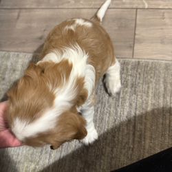 Cavalier King Charles spaniel puppy’s /Cavalier King Charles Spaniel/1 male / 2 female/6 weeks, 4 days,Our beautiful girl Gracie has given birth to 3 stunning puppy’s
Mum is our beloved family pet who we have had since 8 week old, she has been a fantastic mum we are so proud of her, mum is clear of:
 Dry Eye Curly Coat Syndrome
 Episodic Falling
 Muscular Dystrophy
 Congenital Macrothrombocytopaenia
 Degenerative Myelopathy

Dad is a Tri stud he is a very sweet boy with a great temperament clear of;
 Dry Eye Curly Coat Syndrome
 Episodic Falling
 Congenital Macrothrombocytopaenia
 Degenerative Myelopathy
 progressive retinal atrophy 
  

Each pup will leave with: 
 Microchip paper work
 vet check
 Vaccination card
 up to date worm and flea treatment 
 Food 
 Blanket with mums smell on to help settle them

Puppies will be ready to leave from the 3rd of March 
Blenheim Girl (available)
Tri Girl (reserved)
Tri Boy (reserved) 

£200 non-refundable deposit will reserve puppy, Pictures, videos and FaceTime can be provided anytime