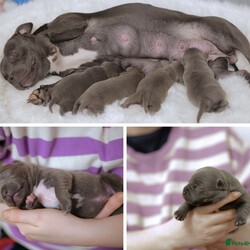 Beautiful Bonnie Blue Staffy Girls, KC & Pedigree/Staffordshire Bull Terrier/4 female/2 weeks, 6 days,We are proud to present an exceptional litter of healthy, high-quality Blue Staffordshire Bull Terriers with outstanding bloodlines. 

This beautiful litter of girls was born on the 31st of January and are ready to go to their forever homes from 28th March. 2 out of the 4 puppies have already been sold – read on to find out why  New photos will be added to this advert regularly. 

These pups are the result of a meticulously planned and carefully executed pairing, featuring one of the finest stud dogs this country has ever seen and a mother with outstanding bloodlines. 

The sire is none other than Bluedogcity Pharaon at Bullscaff. Standing at 15 inches tall, with a solid dark blue coat and no brindle, complemented by a striking white flash. Ch Pharaon is an exceptional specimen—one of the most stunning, deep-chested, stocky, and thick-boned blue dogs you’ll find. He boasts a beautifully defined broad skull, chiseled features, prominent cheek muscles, a distinct stop, and a perfect muzzle. His rose-shaped ears and scissor bite are flawless, with a strong jaw, tight lips, and an excellent topline. His dark brown eyes and jet-black nails add to his impressive look. Pharaon’s nose is nicely open, which is essential for active, fit Staffords. If that weren’t enough, his titles speak for themselves—no other blue in the world compares to him, which is why we chose him as the sire!

Crufts qualified for life 
Champion of Ukrainian 
Champion of Moldova  
Champion of Romania  
Champion of Macedonia  
Grand champion 
Multi champion  
International champion  
1 CAC IN EURO DOG SHOW 
1 CACIB BEST OF BREED IN SPAIN  
1 CAC BEST OF BREED IN FRANCE  
All certificates can be seen on request with many other achievements what can be found on the Bullscaff website.

The dam of this litter is a well-bred female, the daughter of the world-renowned VALGLO MY PLACE OR YOURS AT BULLSCAFF and granddaughter of SANDASTAFF PIRO AT SAMA SLODYCZ AT BULLSCAFF IMP BEL and VALGLO DIAMONDS ARE FOREVER. With CH Pharaon’s bloodlines added to the mix, this litter is of exceptional quality and standards. The mother has her own distinct white flash on her chest, a deep blue coat, and is a beloved family pet, embodying all the highly sought-after qualities of the Staffordshire Bull Terrier. Dam 5 generation pedigree certificate can be seen on request.

These puppies will be well-socialized with other dogs and have a solid, well-balanced temperament. The sale will include KC papers, 4 weeks of free insurance, nails clipped, full worming treatment, diet recommendations, and ongoing support for life if needed. All testing is Clear that is L2HGA/HC. This is a truly wonderful pedigree and one of a particularly high quality of Blue Staffordshire Bull Terriers. 

If you have any questions, please feel free to get in touch. If you're interested in being part of this exceptional bloodline and finding a loving pet to enrich your life, please don’t hesitate to text/message using the contact details below. 

These puppies are expected to sell quickly, two of four have already been sold. We recommend securing yours with a non-refundable holding deposit of £250. Puppies are priced at £2500. Viewings can be discussed and arranged.