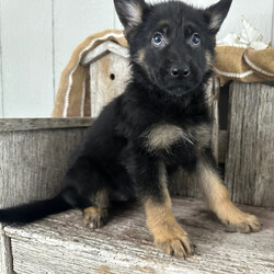 Adopt a dog:Virgil/German Shepherd Dog/Male/9 weeks,Hi, my name is Virgil. I am so excited I love to be around people, and you will enjoy being with me! I’m looking forward to meeting my new forever family. Could that be with you? I sure hope so. I am a gorgeous puppy with a personality to match. I am also up to date on my vaccinations and vet checked from head to tail, so when you see me, I will be as healthy as can be. What are you waiting for? I know I will be the best friend you have dreamed of.