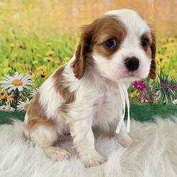 Adopt a dog:Derek/Cavalier King Charles Spaniel/Male/6 weeks,My name is Derek and it sure is a pleasure to meet you. I am spending time getting ready to go home to my fur-ever family.  I am getting tons of playtime and exercise. I sure hope you like to play! I have also been to the vet and they checked me from head to tail I’m up to date on my vaccinations to make sure that I am a happy and healthy puppy. I hope that you call soon to bring me home because I have already started packing my bags! I am excited to meet my new family!