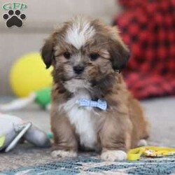 Bentley/Lhasa Apso									Puppy/Male																/9 Weeks,Meet Bentley, an ACA-registered Lhasa Apso pup with a heart as big as his fluffy coat! This little bundle of joy is ready to fill your home with love, laughter, and endless cuddles. With his bright, expressive eyes and charming personality, He is sure to steal your heart in no time. Lhasas are known for their loyalty and intelligence, making them the perfect companions for families or individuals alike. He adores attention and will happily follow you wherever you go, always ready for snuggles or a playful adventure. Spend a little time with Bentley, and you’ll find a best friend for life!