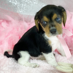 Adopt a dog:Zany/Beagle/Female/7 weeks,Zany has a small frame, and she is a little princess doll. She is so heart warming. She makes you so happy! She is very playful and great with other animals, and she loves children. She is already finding her putty pads for her putty training and doing very well. She will go on rides or walks with you and snuggle in your arms for TV or nap time. She is very smart. She will come home to you all healthy and to go wherever you go. She will come home with up-to-date vaccinations and vet checks,  a health certificate, a registration and pedigree certificate also her microchip. Ready for you to bring her home to You.