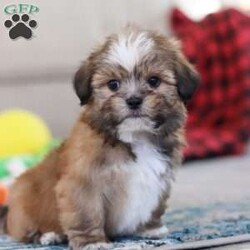 Bentley/Lhasa Apso									Puppy/Male																/9 Weeks,Meet Bentley, an ACA-registered Lhasa Apso pup with a heart as big as his fluffy coat! This little bundle of joy is ready to fill your home with love, laughter, and endless cuddles. With his bright, expressive eyes and charming personality, He is sure to steal your heart in no time. Lhasas are known for their loyalty and intelligence, making them the perfect companions for families or individuals alike. He adores attention and will happily follow you wherever you go, always ready for snuggles or a playful adventure. Spend a little time with Bentley, and you’ll find a best friend for life!