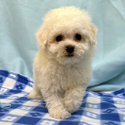 Adopt a dog:Teddy/Bichon Frise/Male/7 weeks,Hi, I'm Teddy! I’m full of life and personality and love being the center of attention. I'm a little charmer and I love to cuddle and also loves puppy kisses. I will be a loyal companion and best friend. I will come home up to date on my puppy vaccinations and will come home with a veterinarian health certificate. Can’t wait to make wonderful memories together!