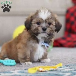 Bentley/Lhasa Apso									Puppy/Male																/9 Weeks,Meet Bentley, an ACA-registered Lhasa Apso pup with a heart as big as his fluffy coat! This little bundle of joy is ready to fill your home with love, laughter, and endless cuddles. With his bright, expressive eyes and charming personality, He is sure to steal your heart in no time. Lhasas are known for their loyalty and intelligence, making them the perfect companions for families or individuals alike. He adores attention and will happily follow you wherever you go, always ready for snuggles or a playful adventure. Spend a little time with Bentley, and you’ll find a best friend for life!
