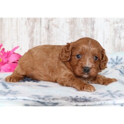 Adopt a dog:Klinton/Cavapoo/Male/5 weeks,I'm Klinton! It's very nice to meet you. Are you looking for a lifelong companion? Look no further. I am here and just perfect for you. Trust me! I am very loyal, and I can make you smile with just the way I wag my tail. I have a wonderful disposition. Oh! Did I mention that I'm as healthy as can be? Oh, silly me! I'm up to date on my vaccinations and vet checked from head to tail. I bet you are excited now, aren't you? Well, choose me today!