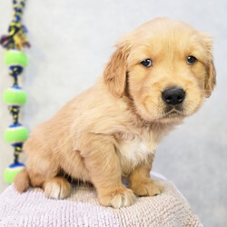 Adopt a dog:Harrison/Golden Retriever/Male/5 weeks,Hi, my name is Harrison. I am so excited I love to be around people, and you will enjoy being with me! I’m looking forward to meeting my new forever family. Could that be with you? I sure hope so. I am a gorgeous puppy with a personality to match. I am also up to date on my vaccinations and vet checked from head to tail, so when you see me, I will be as healthy as can be. What are you waiting for? I know I will be the best friend you have dreamed of.