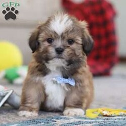 Bentley/Lhasa Apso									Puppy/Male																/9 Weeks,Meet Bentley, an ACA-registered Lhasa Apso pup with a heart as big as his fluffy coat! This little bundle of joy is ready to fill your home with love, laughter, and endless cuddles. With his bright, expressive eyes and charming personality, He is sure to steal your heart in no time. Lhasas are known for their loyalty and intelligence, making them the perfect companions for families or individuals alike. He adores attention and will happily follow you wherever you go, always ready for snuggles or a playful adventure. Spend a little time with Bentley, and you’ll find a best friend for life!