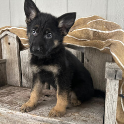 Adopt a dog:Virgil/German Shepherd Dog/Male/9 weeks,Hi, my name is Virgil. I am so excited I love to be around people, and you will enjoy being with me! I’m looking forward to meeting my new forever family. Could that be with you? I sure hope so. I am a gorgeous puppy with a personality to match. I am also up to date on my vaccinations and vet checked from head to tail, so when you see me, I will be as healthy as can be. What are you waiting for? I know I will be the best friend you have dreamed of.