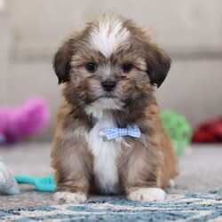Bentley/Lhasa Apso									Puppy/Male																/9 Weeks,Meet Bentley, an ACA-registered Lhasa Apso pup with a heart as big as his fluffy coat! This little bundle of joy is ready to fill your home with love, laughter, and endless cuddles. With his bright, expressive eyes and charming personality, He is sure to steal your heart in no time. Lhasas are known for their loyalty and intelligence, making them the perfect companions for families or individuals alike. He adores attention and will happily follow you wherever you go, always ready for snuggles or a playful adventure. Spend a little time with Bentley, and you’ll find a best friend for life!