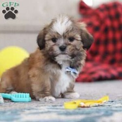 Bentley/Lhasa Apso									Puppy/Male																/9 Weeks,Meet Bentley, an ACA-registered Lhasa Apso pup with a heart as big as his fluffy coat! This little bundle of joy is ready to fill your home with love, laughter, and endless cuddles. With his bright, expressive eyes and charming personality, He is sure to steal your heart in no time. Lhasas are known for their loyalty and intelligence, making them the perfect companions for families or individuals alike. He adores attention and will happily follow you wherever you go, always ready for snuggles or a playful adventure. Spend a little time with Bentley, and you’ll find a best friend for life!