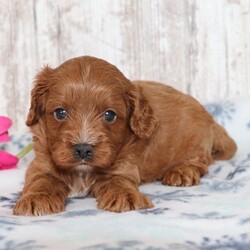 Adopt a dog:Klinton/Cavapoo/Male/5 weeks,I'm Klinton! It's very nice to meet you. Are you looking for a lifelong companion? Look no further. I am here and just perfect for you. Trust me! I am very loyal, and I can make you smile with just the way I wag my tail. I have a wonderful disposition. Oh! Did I mention that I'm as healthy as can be? Oh, silly me! I'm up to date on my vaccinations and vet checked from head to tail. I bet you are excited now, aren't you? Well, choose me today!