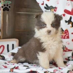 Lucy/Miniature Australian Shepherd Mix									Puppy/Female														/December 8th, 2024,Welcoming an exciting new litter mix! These puppies are Welsh Corgi mixed with Mini Australian Shepherd! These puppies come with full vet paperwork, health guarantee, puppy info starter packet, very well socialized around children & more. To find out more about them or to schedule a visit; please give us a call – no text available, thank you!