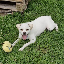 Minnie/Pug / Jack Russell Terrier (Smooth)/Female/1 Year,Hello there, my name is Minnie, and I'm a charming 1 year old female Pug mix with lots of love to share. I've got a zest for life that is just waiting to be explored with you. I'm in my puppy era, so I'm eager to learn about life and everything it has to offer. I'm pretty social but I don't really understand other dogs, so I will need ongoing training to help with my interactions with others. My play mate needs to be calm and neutral with other dogs. I don't have any history with other animals, so I might be curious, but I promise to be on my best behavior. I'm looking for a home where I can get plenty of time to play, explore, and learn. If you work average hours, that's perfect for me! I can entertain myself, but I also love company. I'm best suited for a home with adults or families with children over 12 years old as I am bouncy and am yet to understand that jumping and nipping (mainly to get what I want, when I want it!!) isn't overly fun for humans. My vets have plans to do further surgeries and this will be completed at RSPCA Veterinary Hospital in Yagoona. I would love the chance to settle into my new home first and allow for a smoother recovery. It is recommended that you are located in the Sydney/Illawarra/Central Coast as you will need to travel to Yagoona for further vet appointments. I'm a bundle of joy and energy, and I can't wait to meet you and become a part of your life! Best with Children Aged: 